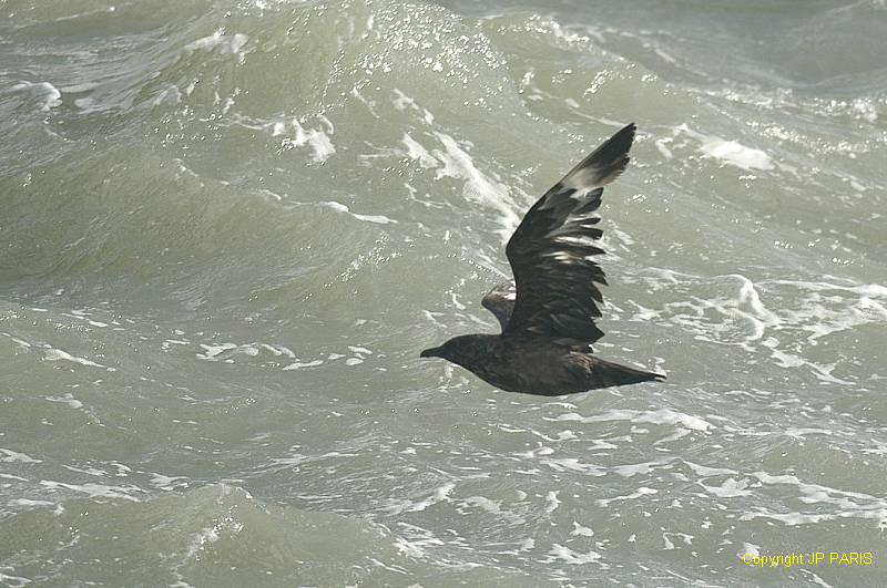 Stercorarius skua